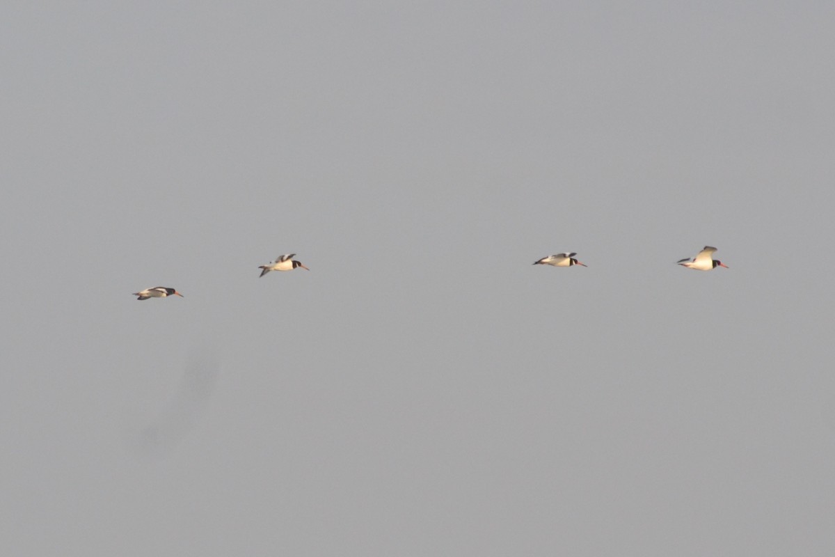 Eurasian Oystercatcher - ML623942337