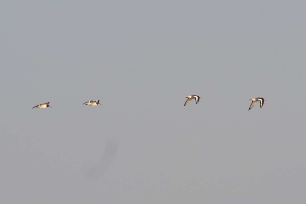 Eurasian Oystercatcher - ML623942339