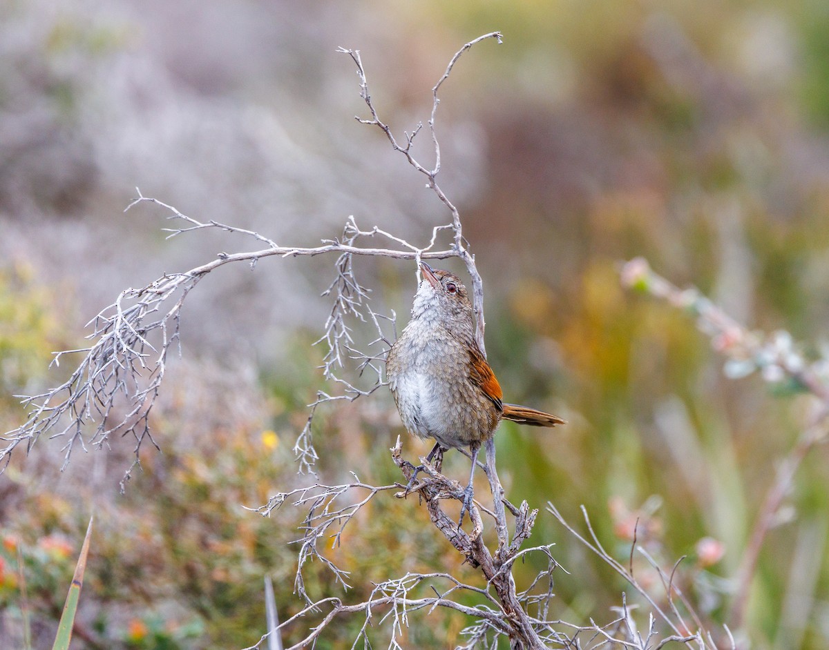 Western Bristlebird - ML623942361