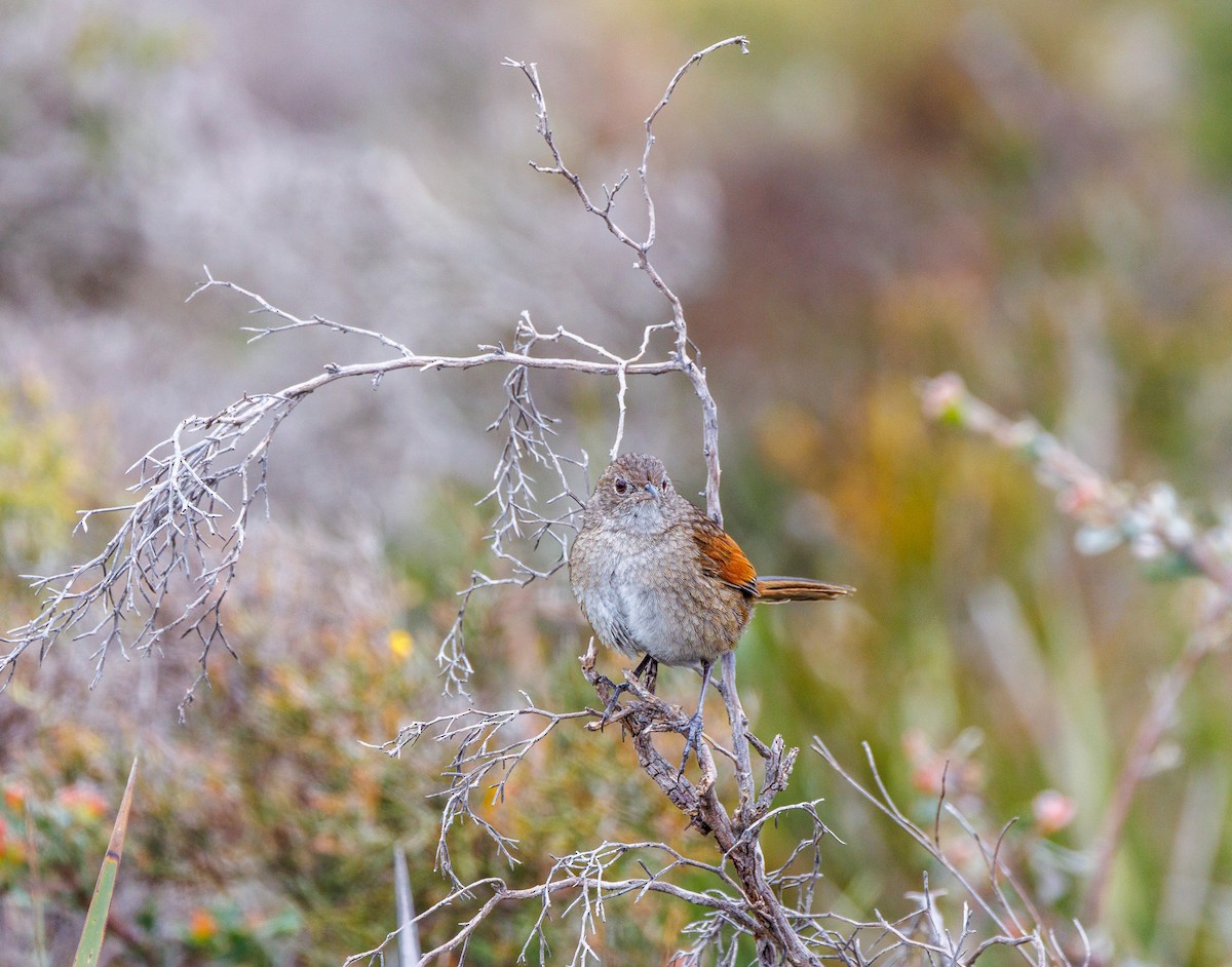 Western Bristlebird - ML623942362