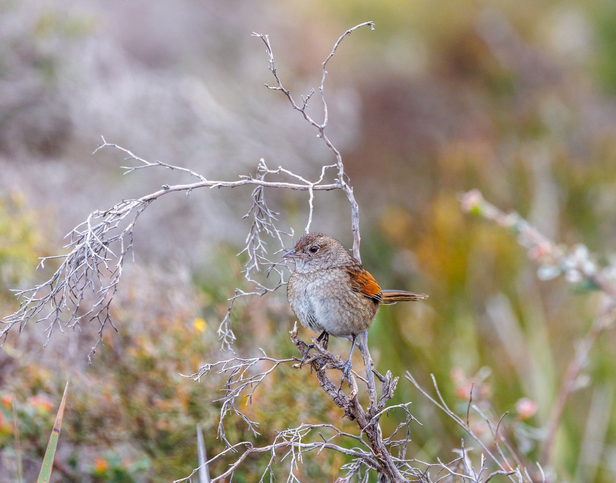 Western Bristlebird - ML623942363