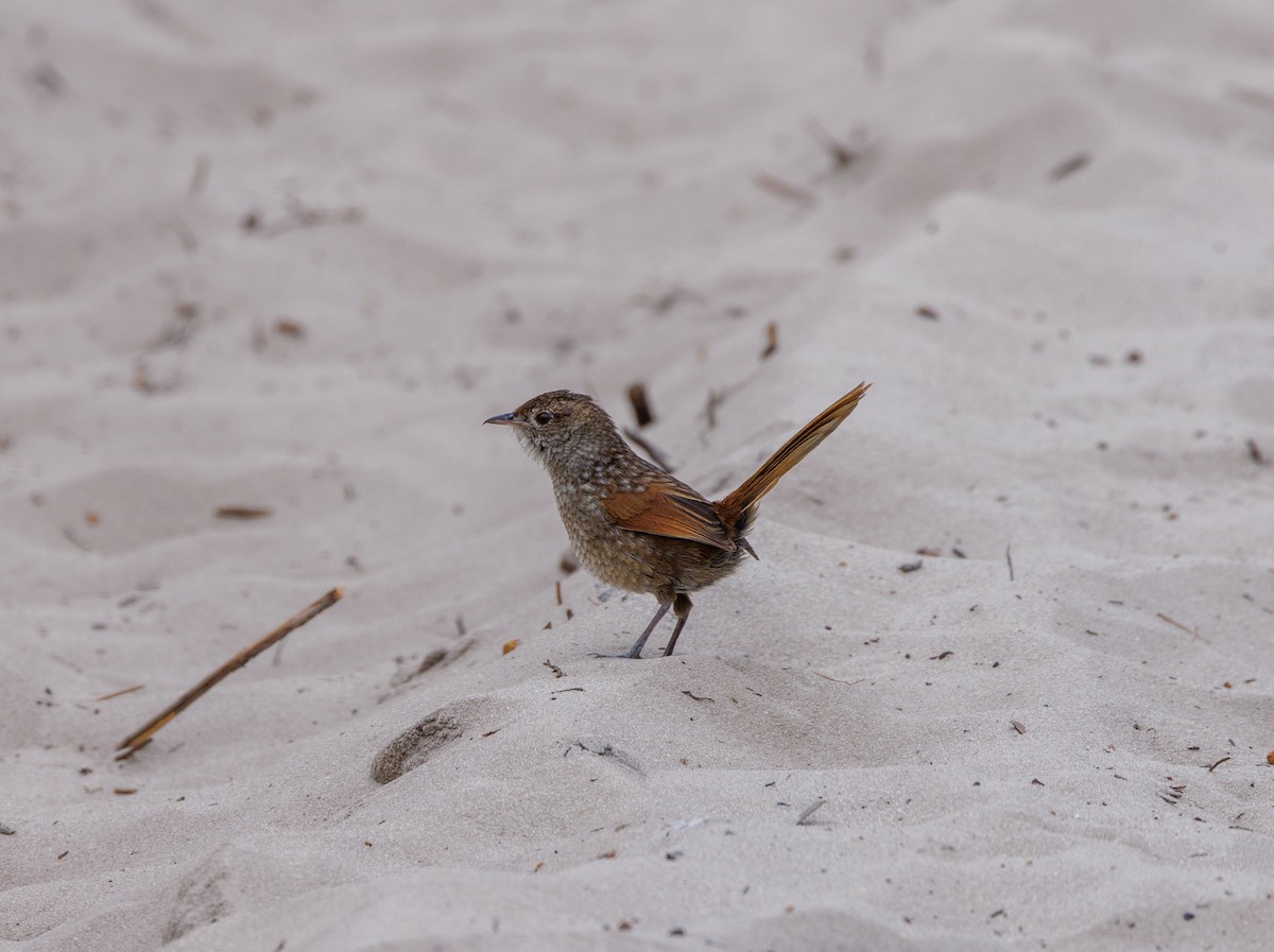 Western Bristlebird - ML623942364