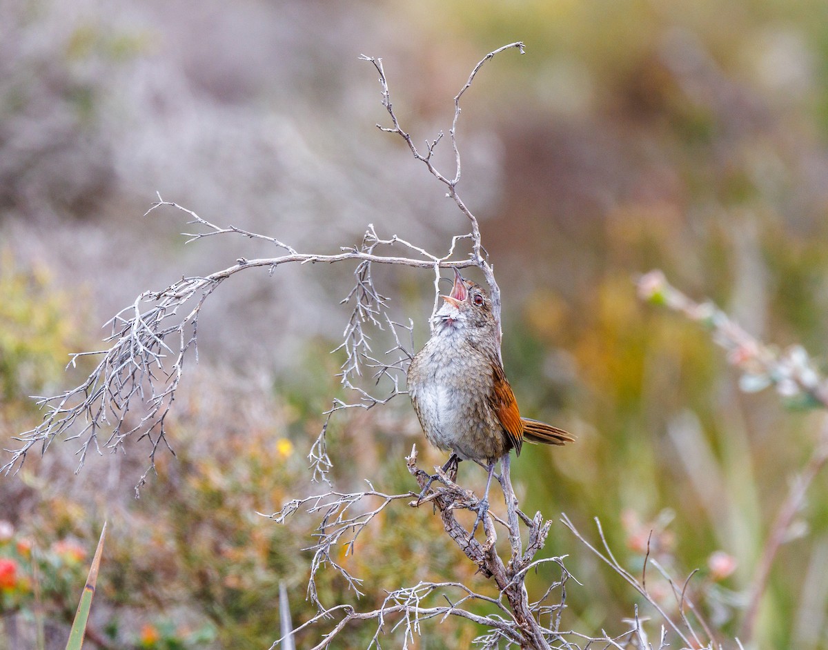 Western Bristlebird - ML623942365