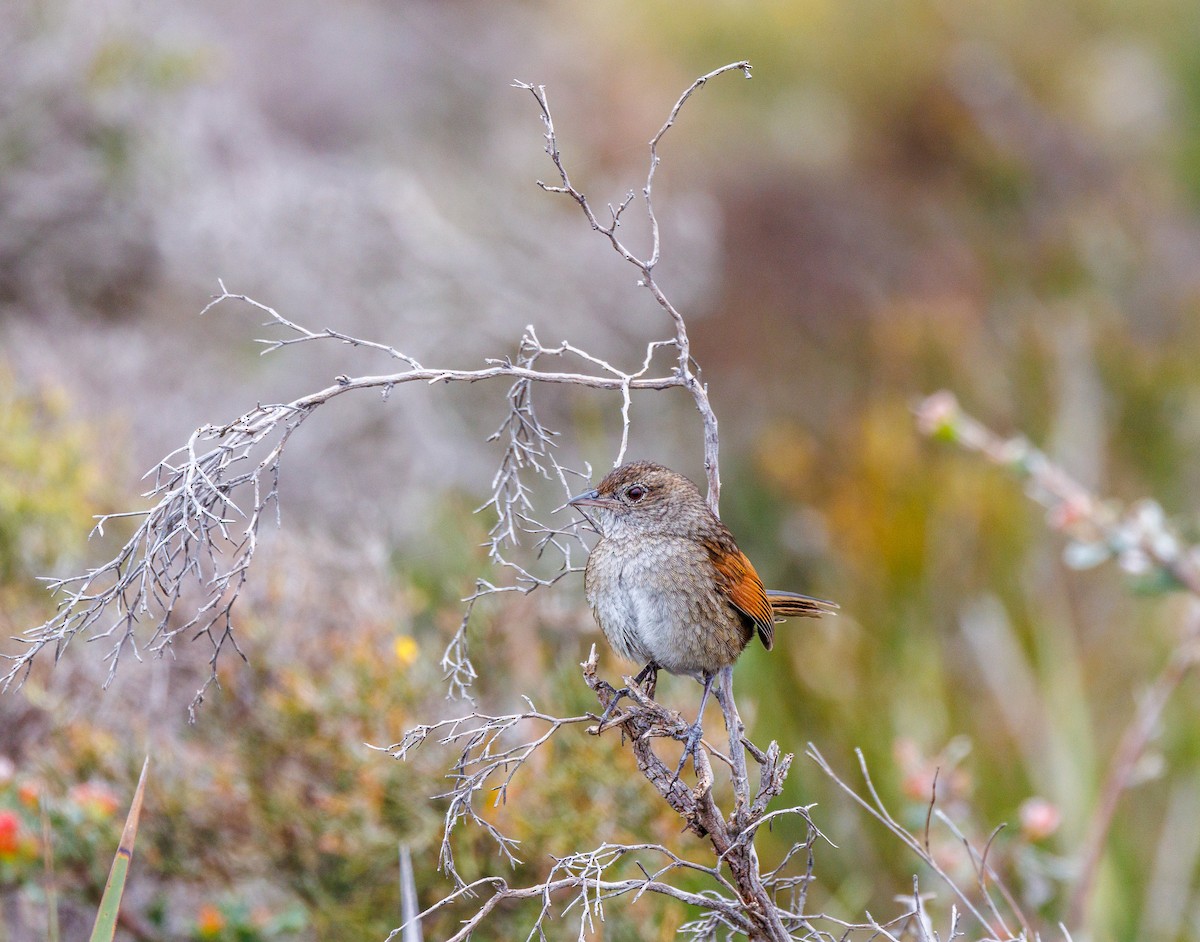 Western Bristlebird - ML623942366