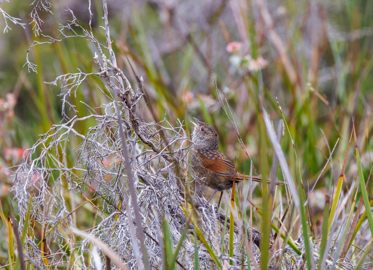 Western Bristlebird - ML623942367