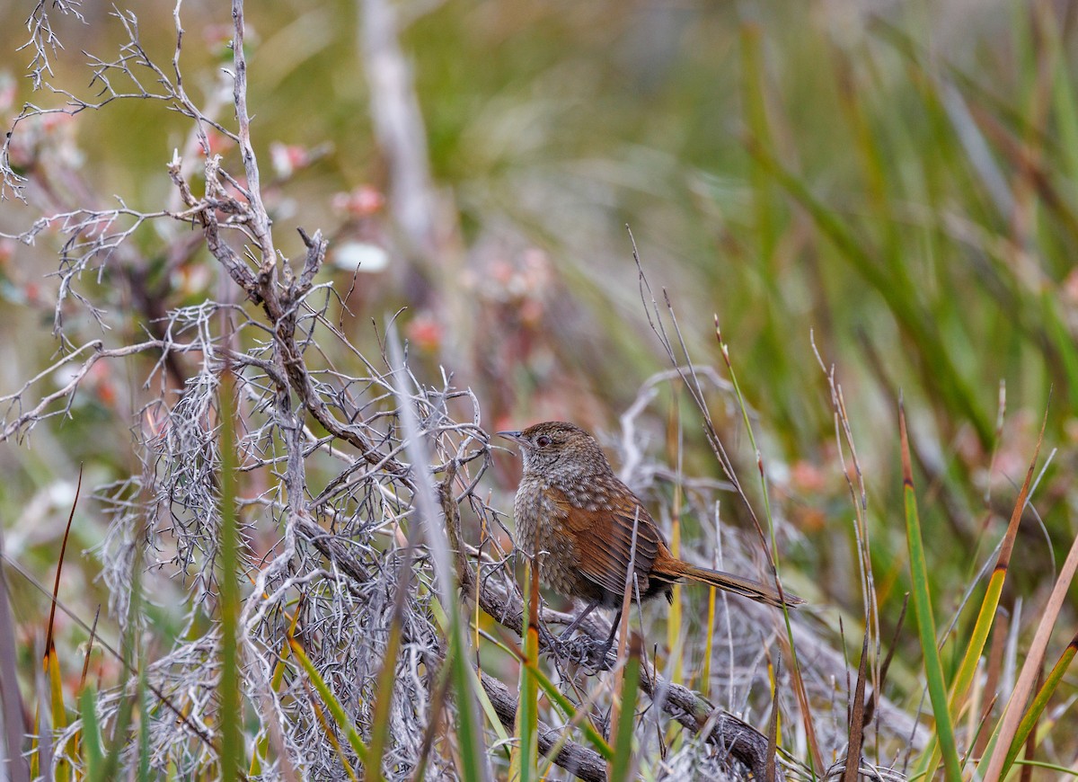 Western Bristlebird - ML623942368