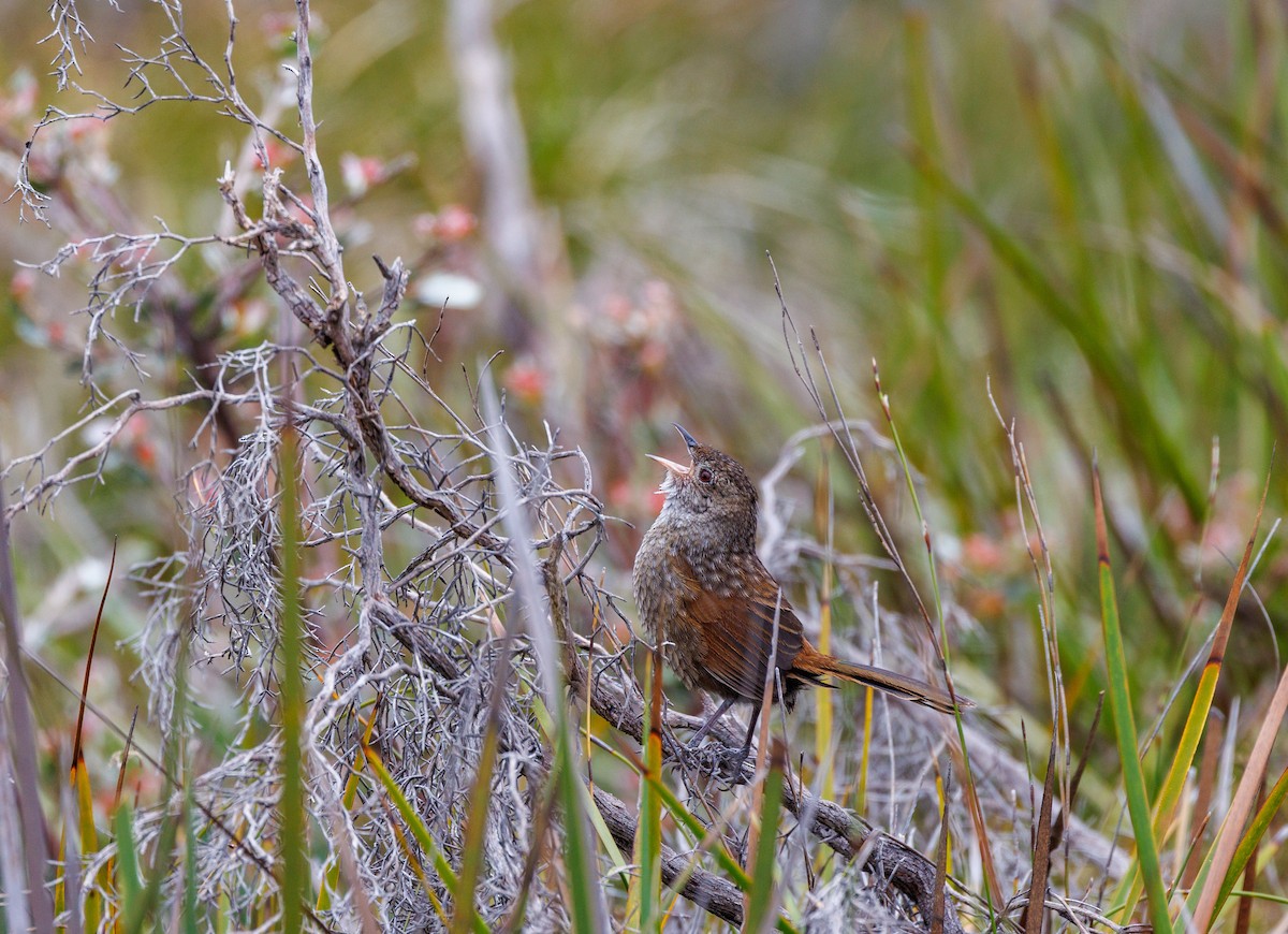 Western Bristlebird - ML623942370