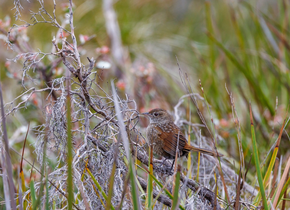 Western Bristlebird - ML623942371