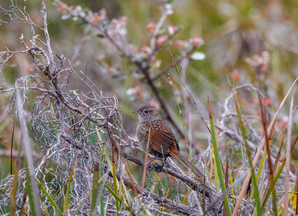 Western Bristlebird - ML623942373