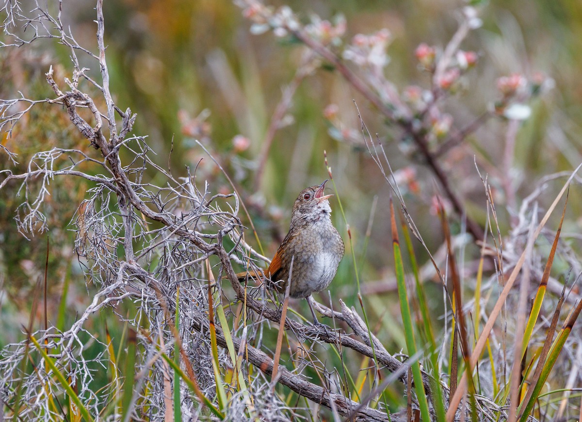 Western Bristlebird - ML623942374