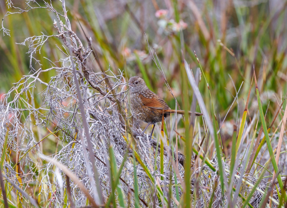 Western Bristlebird - Paul Rankin