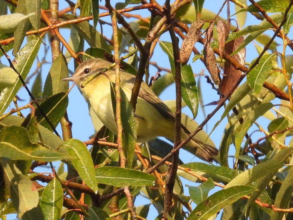 Philadelphia Vireo - ML623942417