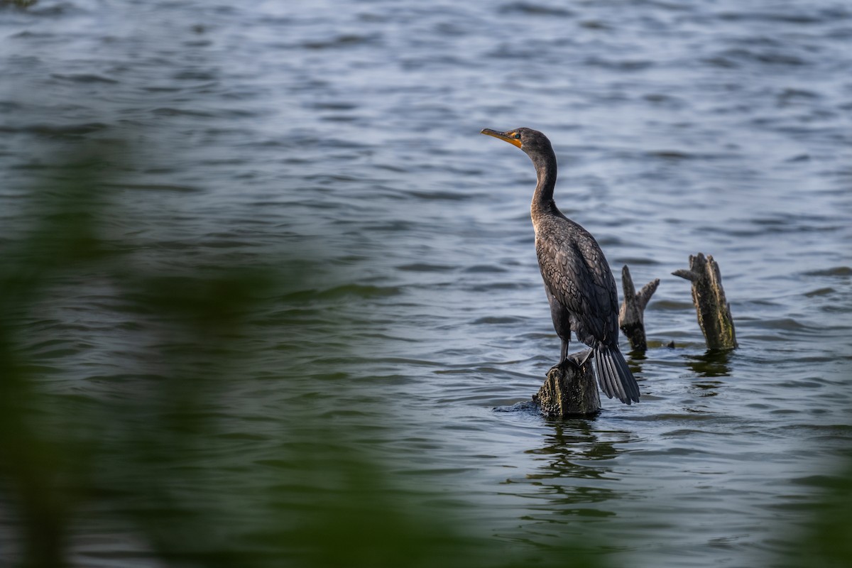 Double-crested Cormorant - ML623942419