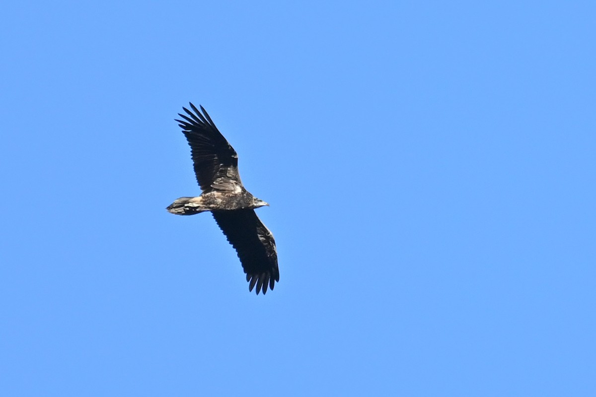 Egyptian Vulture - Marcelina Poddaniec