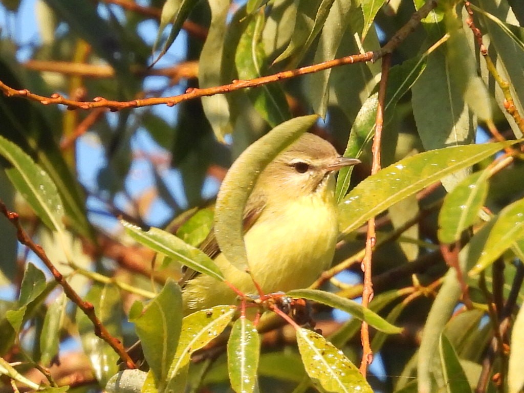 Philadelphia Vireo - Jennifer Bowman