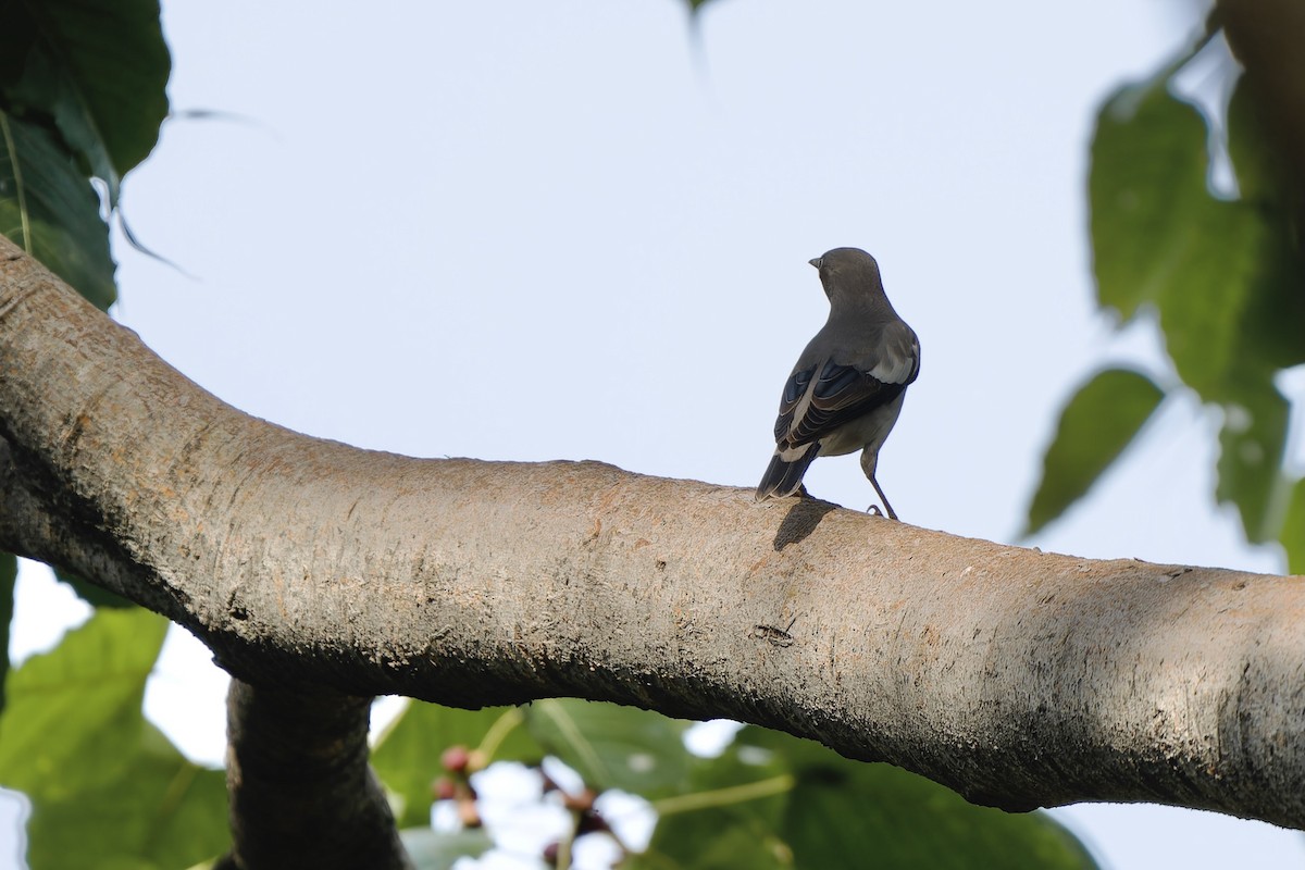 White-shouldered Starling - Sam Hambly