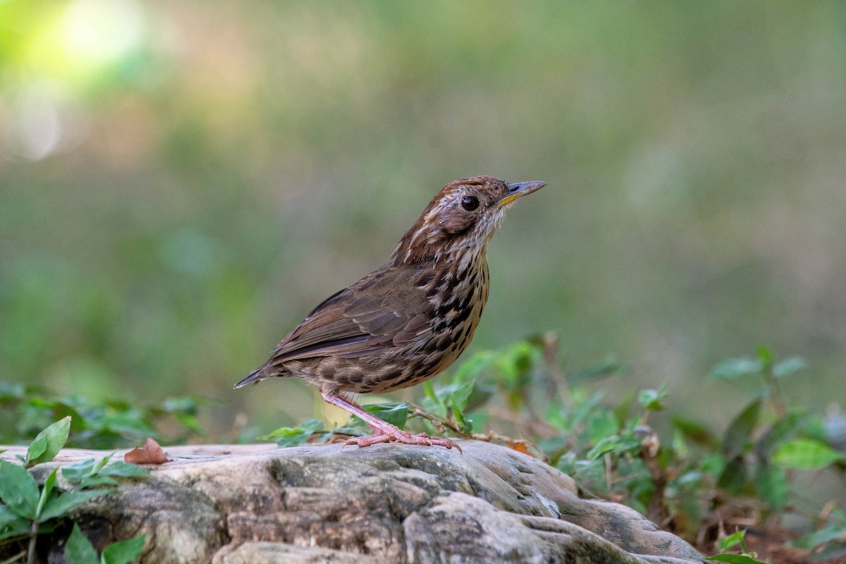 Puff-throated Babbler - ML623942435