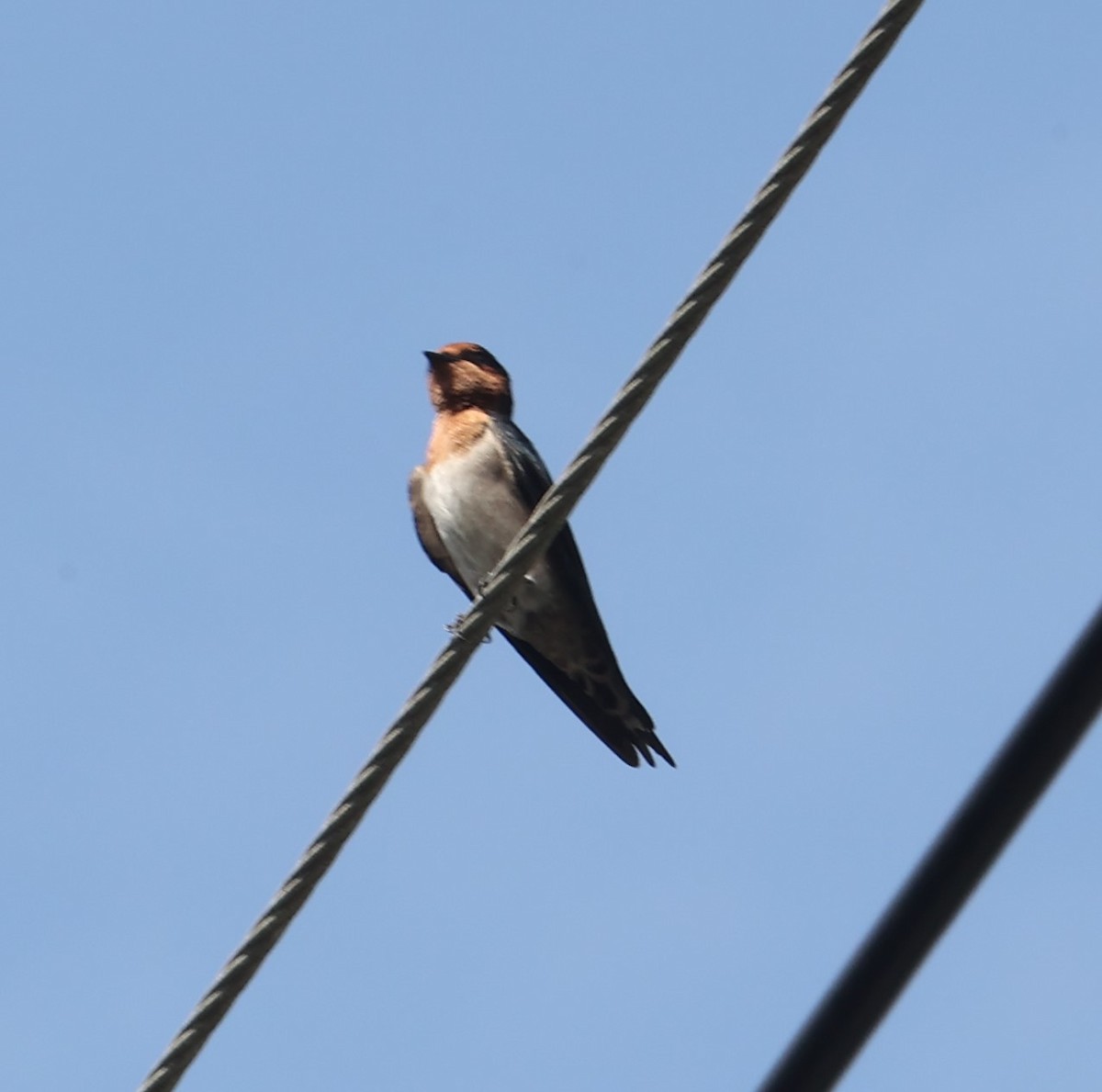 Pacific Swallow - ML623942441