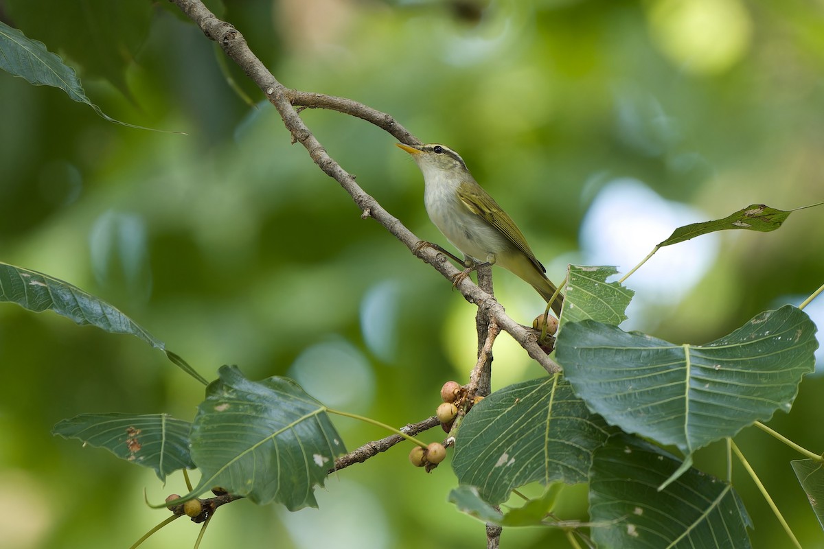 Eastern Crowned Warbler - ML623942444