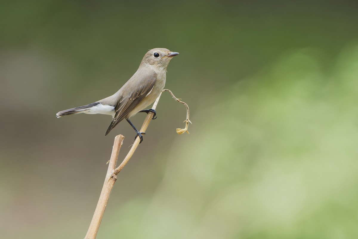 Taiga Flycatcher - ML623942449