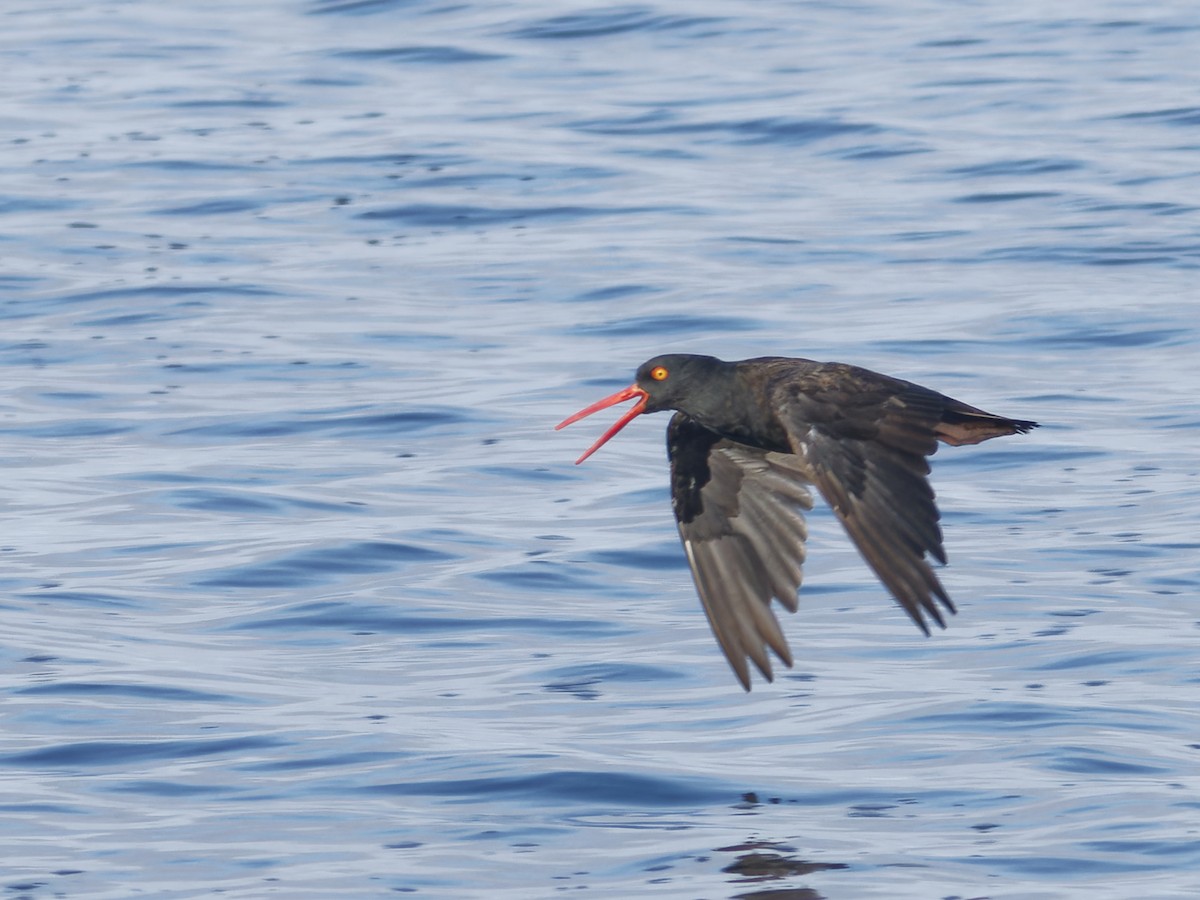 Black Oystercatcher - ML623942463