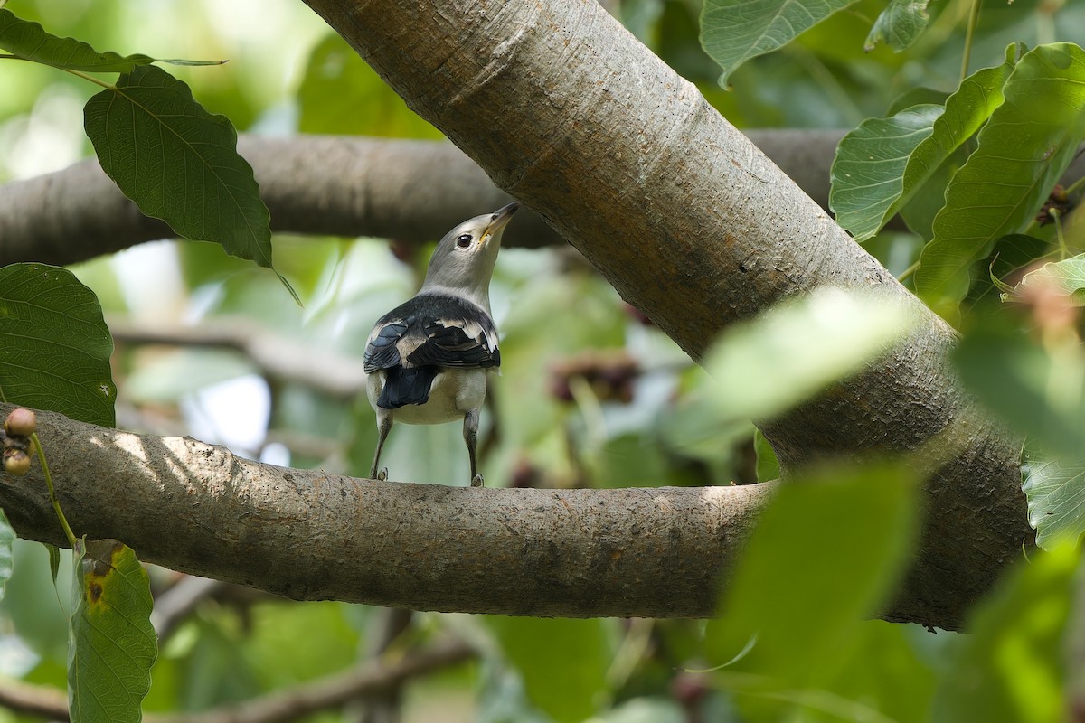 Daurian Starling - Sam Hambly