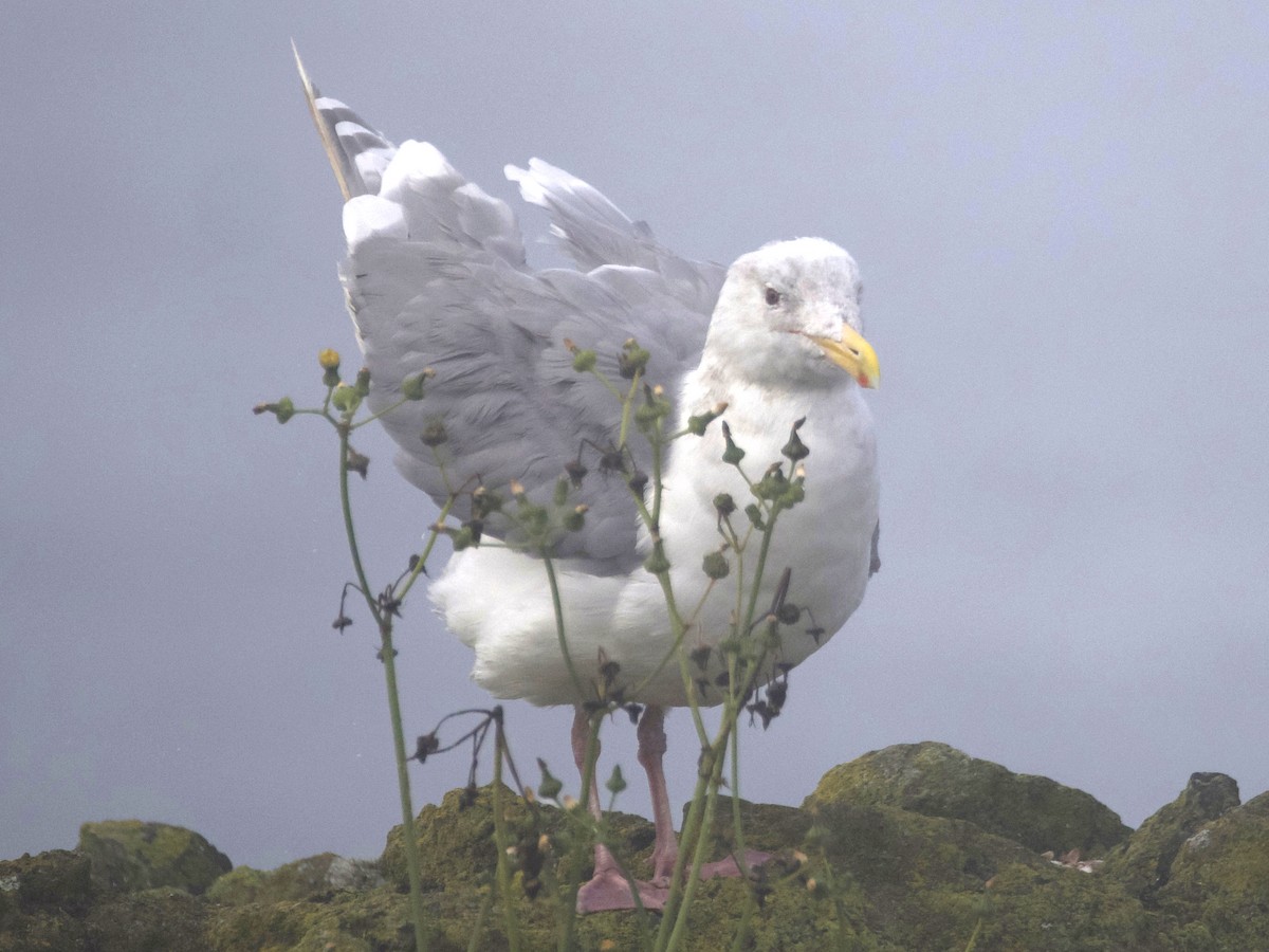 Glaucous-winged Gull - ML623942484