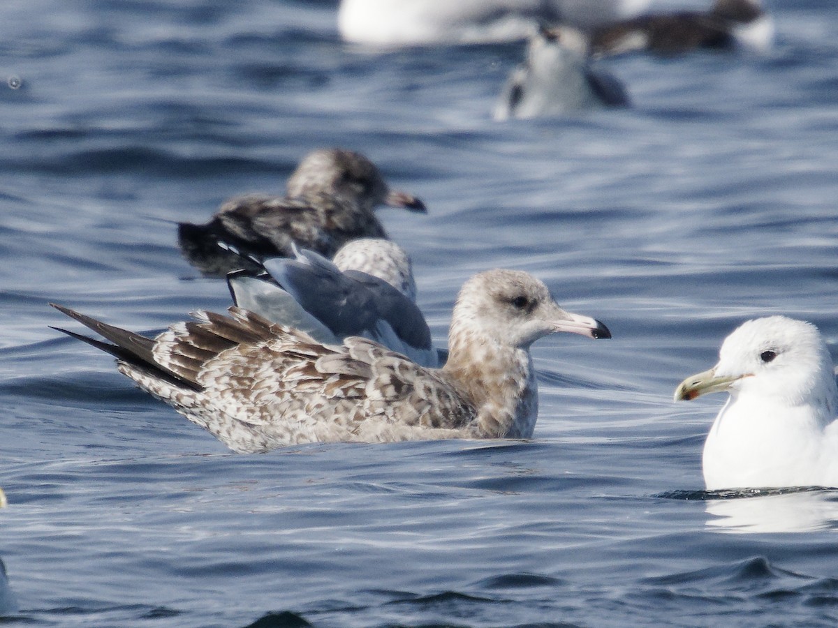 Ring-billed Gull - ML623942489