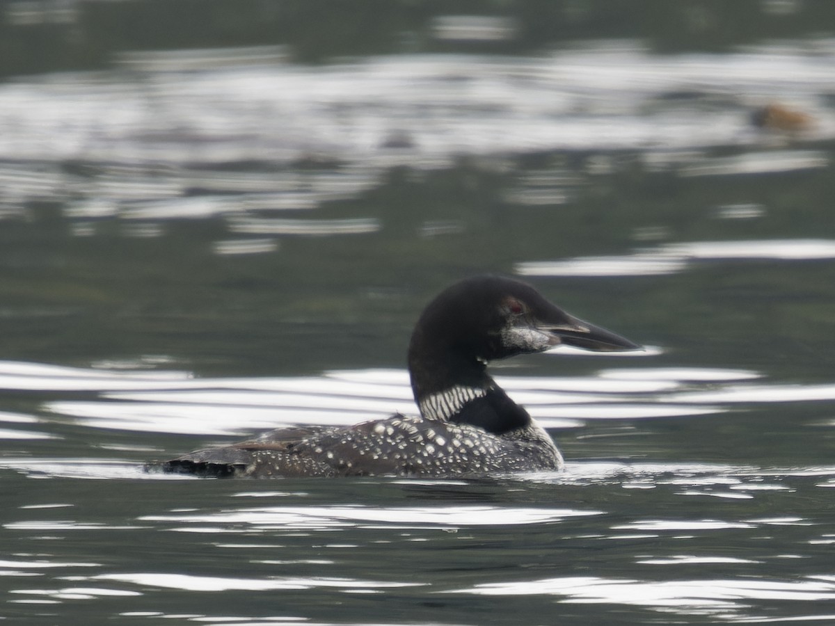 Common Loon - ML623942498