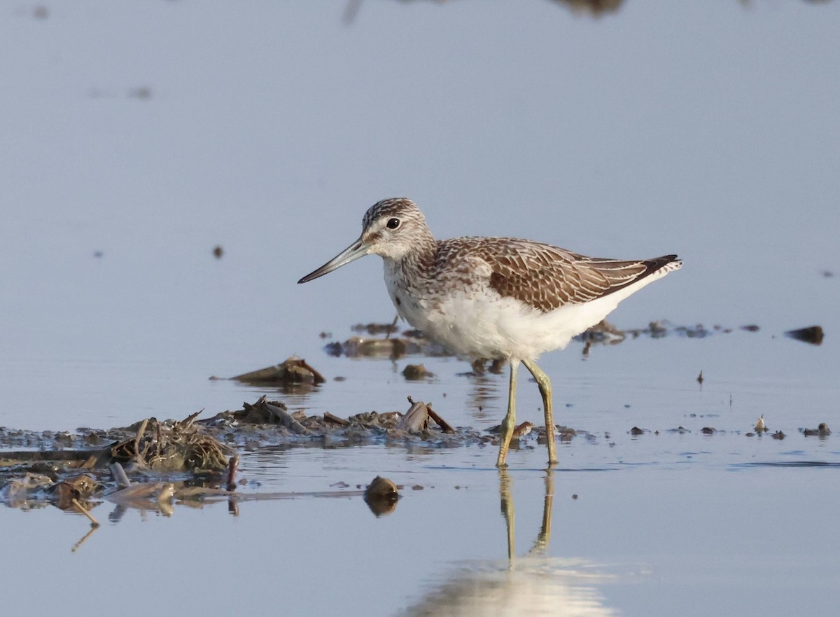 Common Greenshank - ML623942539