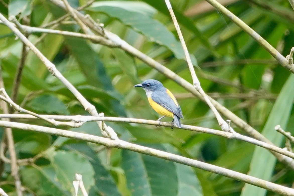 Orange-bellied Flowerpecker - ML623942541