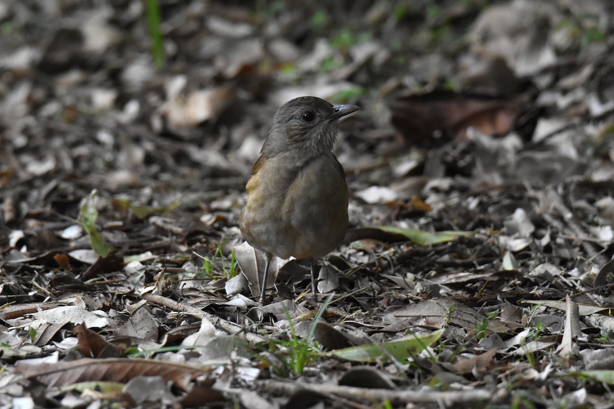 Pale-breasted Thrush - ML623942560