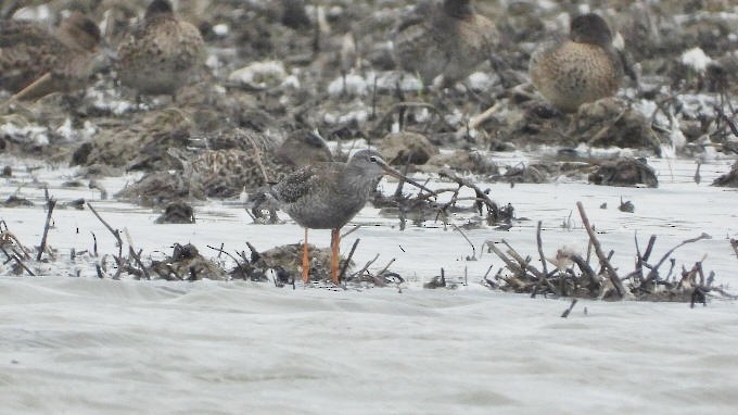 Spotted Redshank - Paul Bowerman