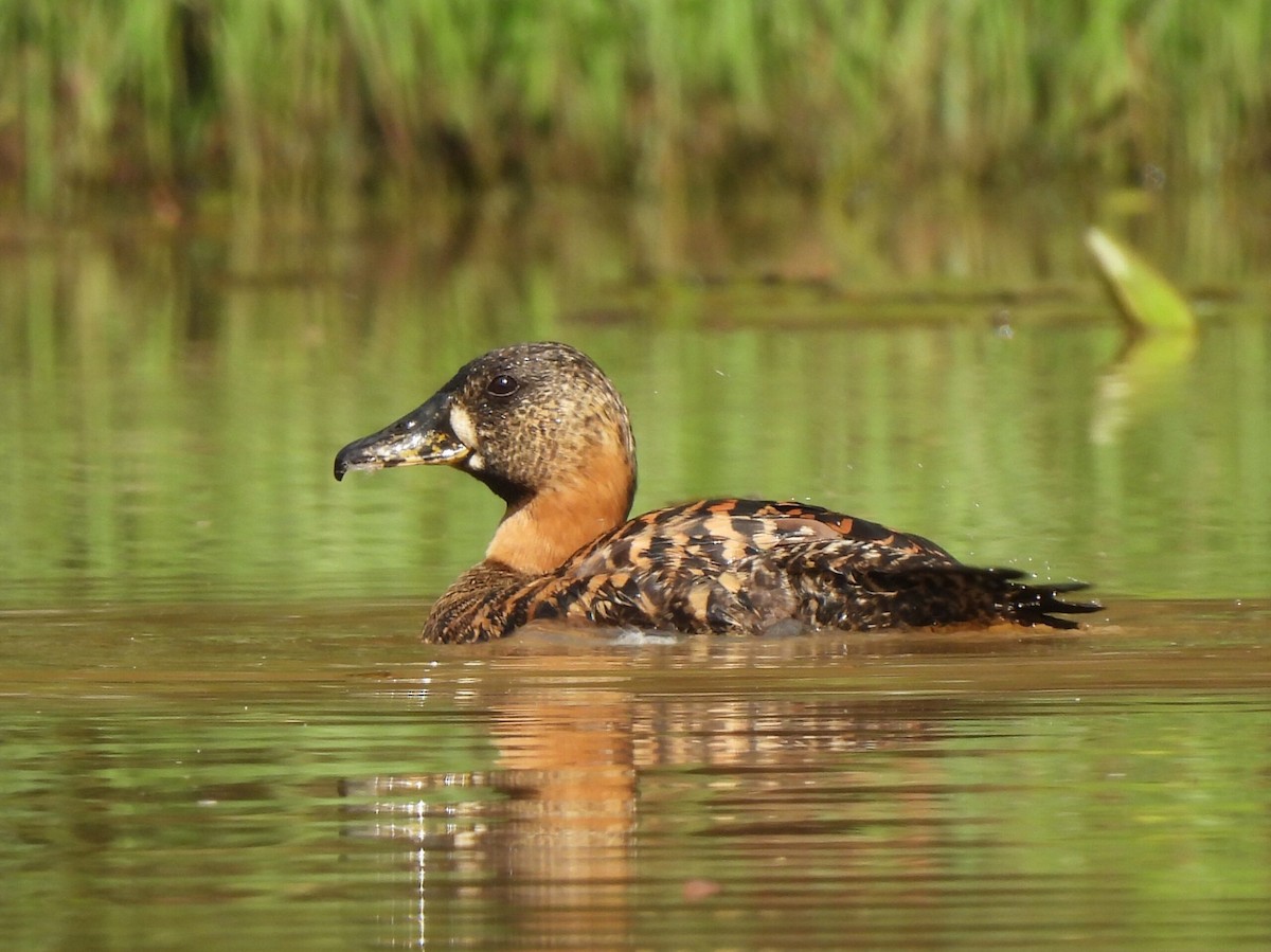 White-backed Duck - Adrián Colino Barea
