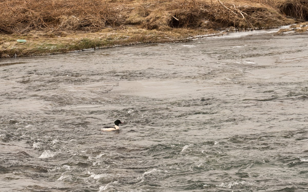 Common Merganser - ML623942653