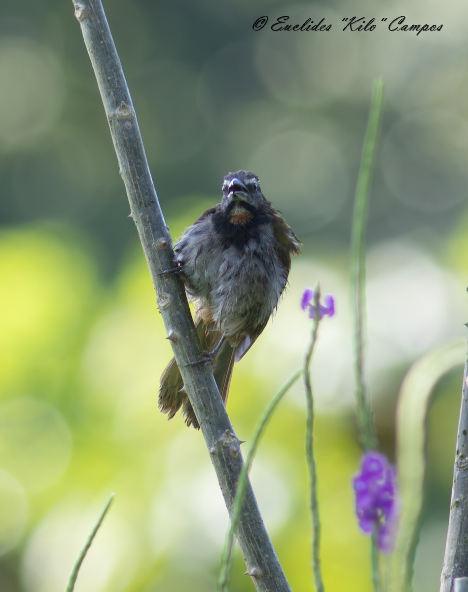 Buff-throated Saltator - ML623942719