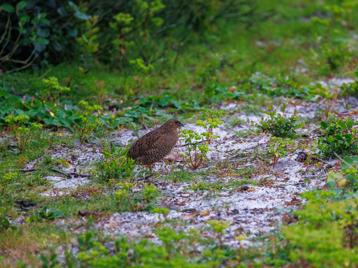 Brown Quail - ML623942741