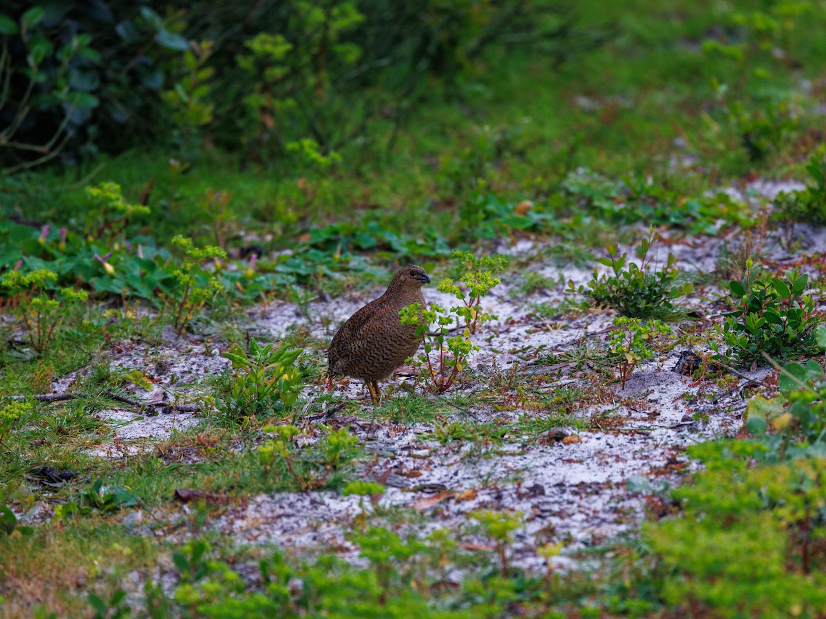 Brown Quail - ML623942742