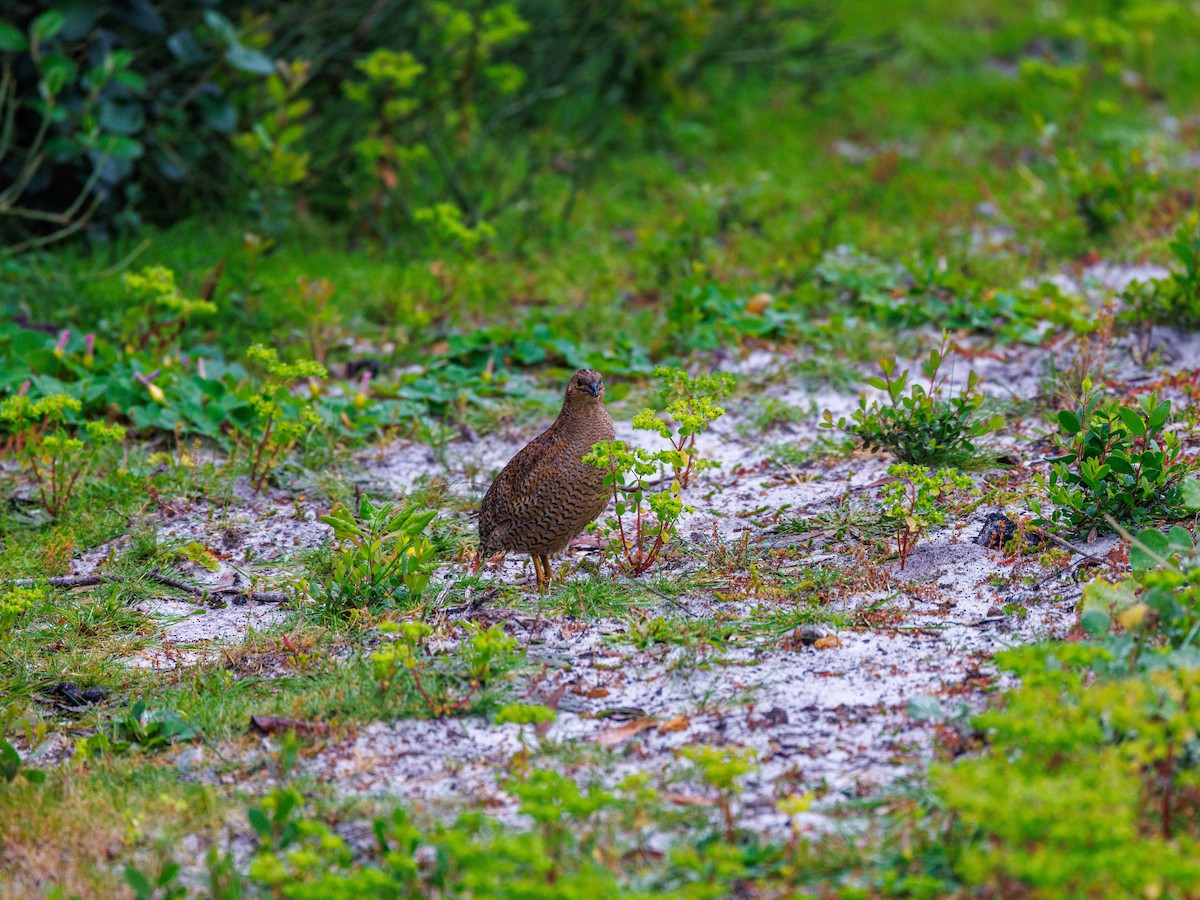 Brown Quail - ML623942743