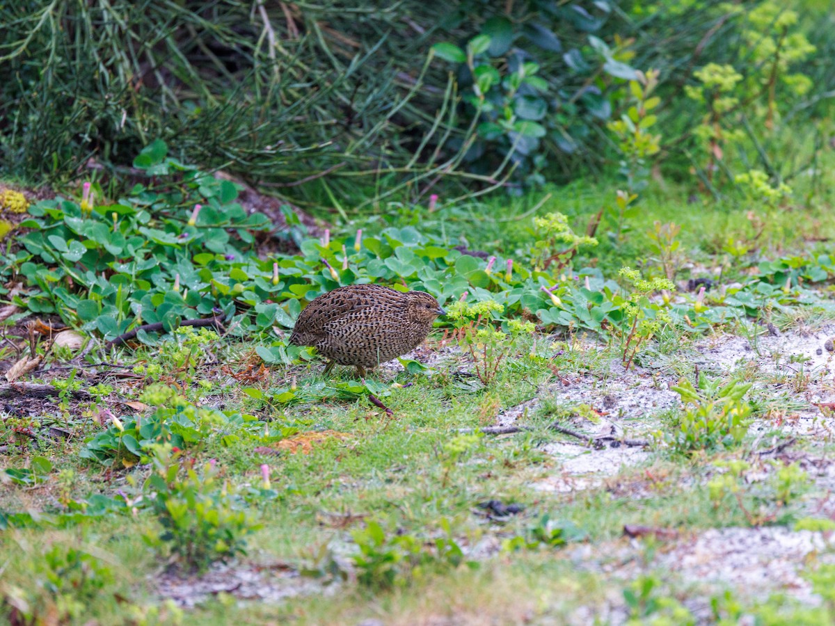 Brown Quail - ML623942744