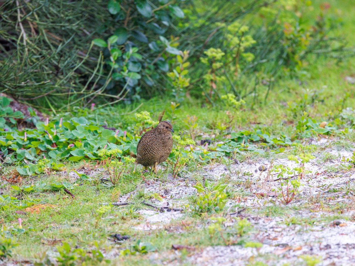 Brown Quail - ML623942745