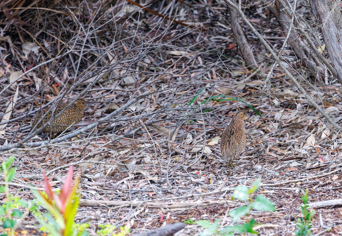 Brown Quail - ML623942746