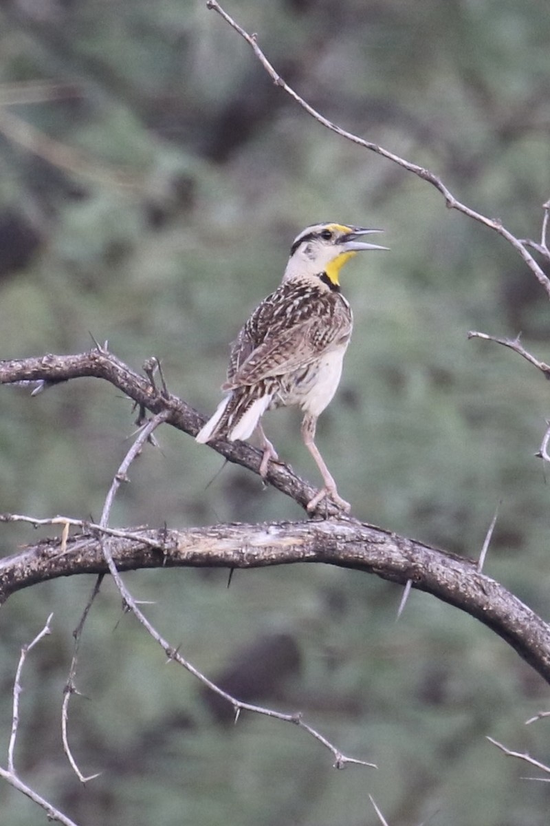 Chihuahuan Meadowlark - ML623942748