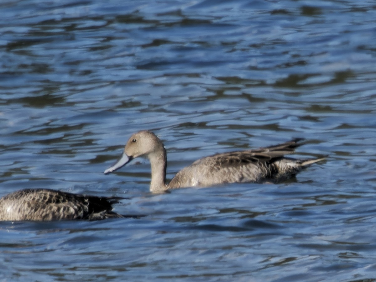 Northern Pintail - ML623942770