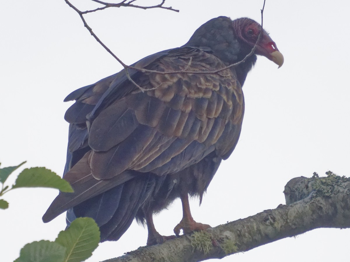 Turkey Vulture - ML623942772