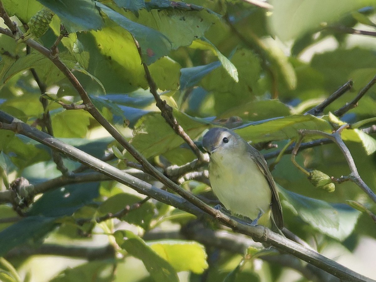 Warbling Vireo - ML623942777