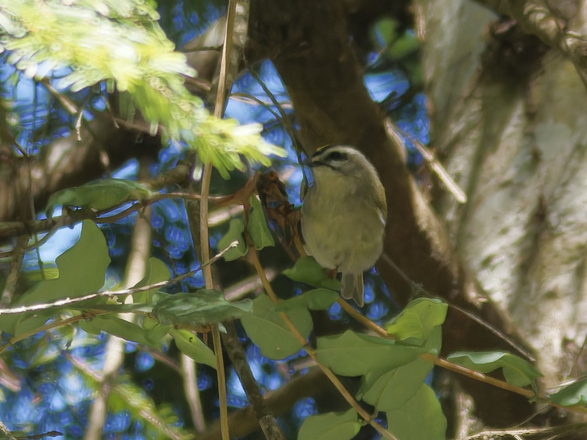 Golden-crowned Kinglet - ML623942790