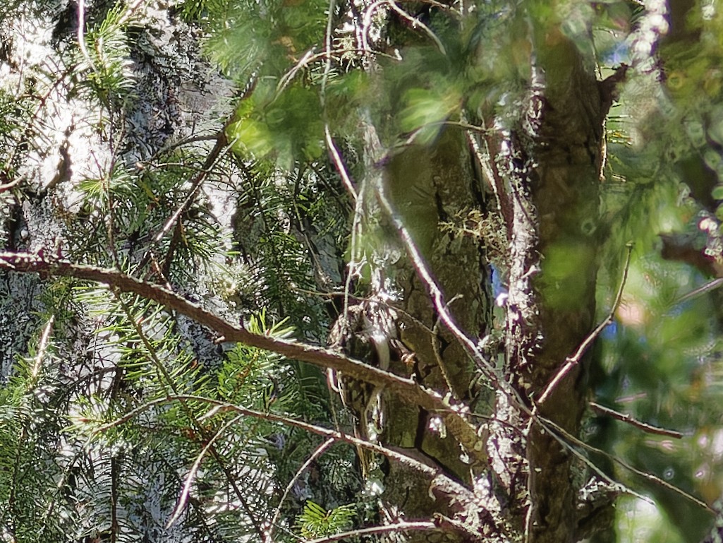 Brown Creeper - ML623942800