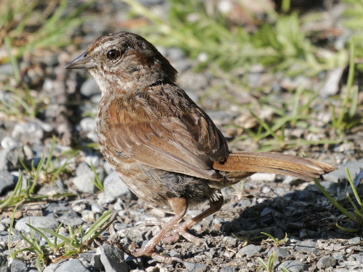 Song Sparrow - Edith Holden