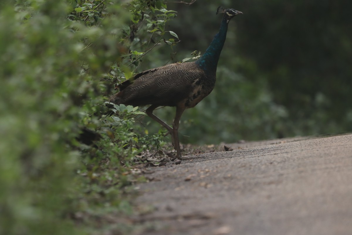 Indian Peafowl - ML623942839